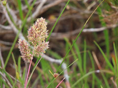 Tribolium hispidum