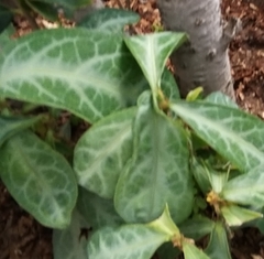 Breynia spatulifolia