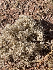 Dasyochloa pulchella