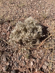 Dasyochloa pulchella