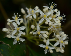 Bosistoa medicinalis