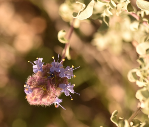 Salvia dorrii var. pilosa