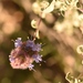 Salvia dorrii pilosa - Photo (c) lonnyholmes, alguns direitos reservados (CC BY-NC), uploaded by lonnyholmes