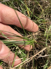 Juncus occidentalis