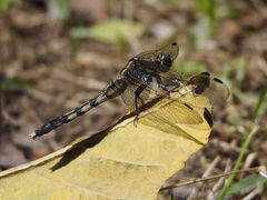 Orthetrum albistylum speciosum