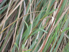 Dianthus superbus stenocalyx