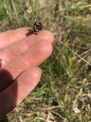Juncus occidentalis