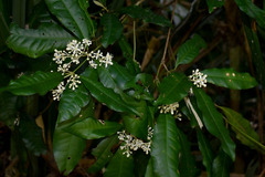 Bosistoa medicinalis