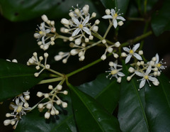 Bosistoa medicinalis