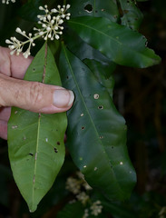 Bosistoa medicinalis