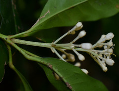 Bosistoa medicinalis