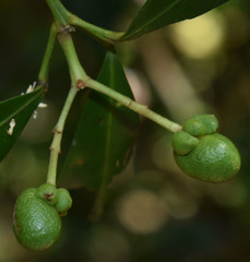 Bosistoa medicinalis