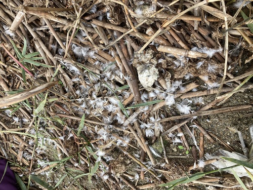 Plume de Grèbe castagneux