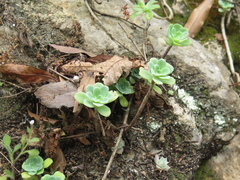 Sedum palmeri