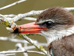 Gryllotalpa africana