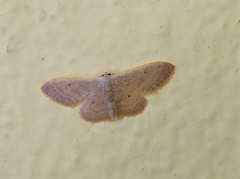 Idaea distinctaria