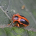 Epipocus tibialis - Photo (c) Alberto Lozano,  זכויות יוצרים חלקיות (CC BY-NC), הועלה על ידי Alberto Lozano