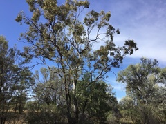 Eucalyptus intertexta