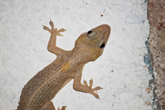 Hemidactylus brookii