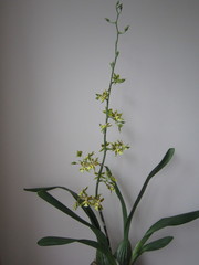 Oncidium abruptum