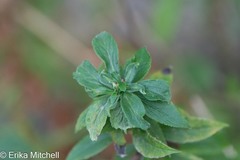 Asphondylia rosulata