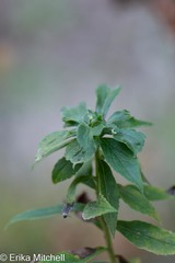 Asphondylia rosulata