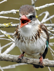 Gryllotalpa africana