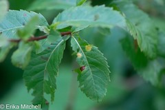 Lasioptera spiraeafolia
