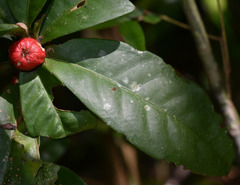Ixora baileyana