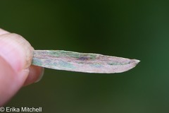 Liriomyza ptarmicae