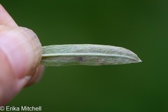 Liriomyza ptarmicae
