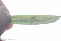 Liriomyza ptarmicae