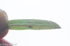 Liriomyza ptarmicae
