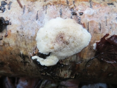 Antrodiella pallescens