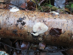 Antrodiella pallescens