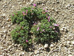 Oxalis adenophylla