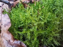 Drepanocladus