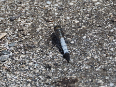 Orthetrum albistylum speciosum