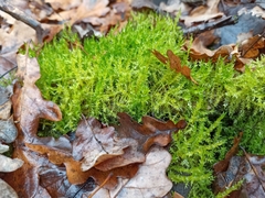 Drepanocladus