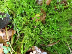 Drepanocladus