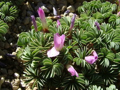Oxalis adenophylla