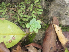 Sedum palmeri