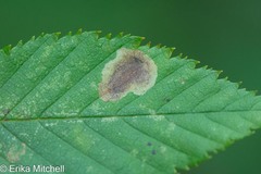 Cameraria betulivora