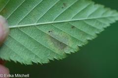 Cameraria betulivora