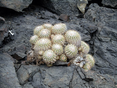 Copiapoa cinerascens