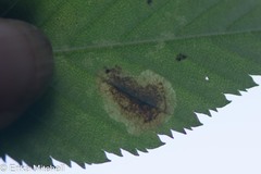 Cameraria betulivora