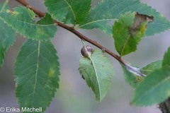 Dasineura salicifoliae