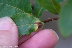 Dasineura salicifoliae