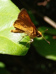 Ampittia dioscorides