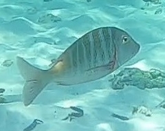 Lethrinus mahsena